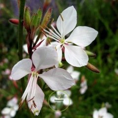 Gaura lindheimeri 50 graines Gaura lindheimeri 50 graines