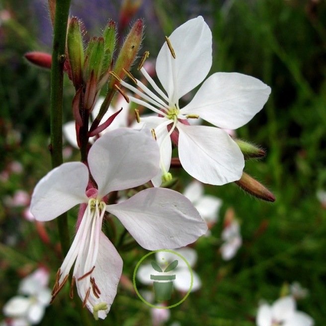 Gaura Lindheimeri 100 graines