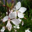 Gaura lindheimeri 50 graines