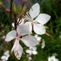 Gaura lindheimeri 50 graines