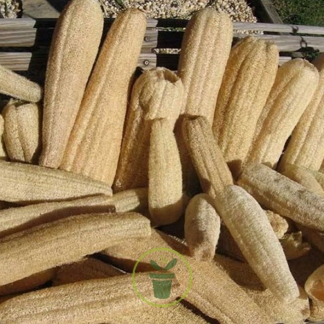 LUFFA - EPONGE VEGETALE 10 graines LUFFA - EPONGE VEGETALE 10 graines