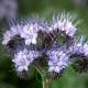 Phacélie tanacetifolia bleu clair 50 grammes de graines