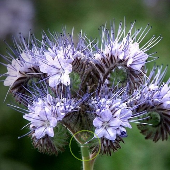 Phacélie tanacetifolia bleu clair 50 grammes de graines