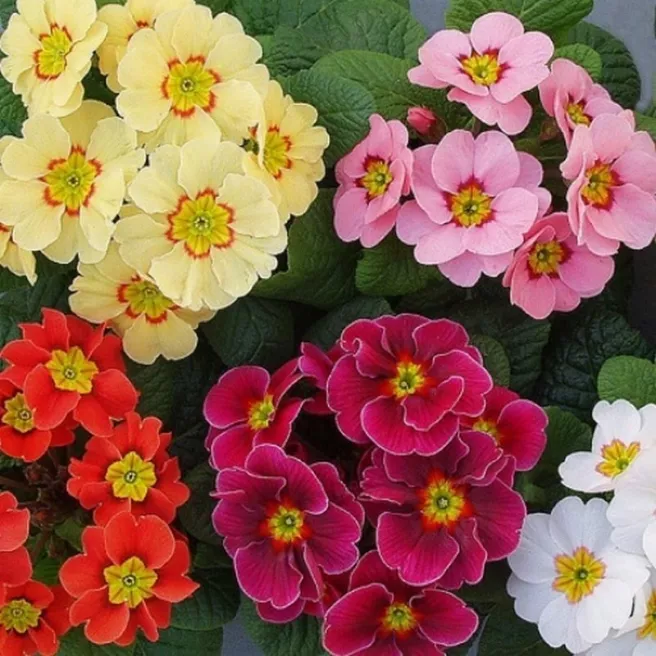 PRIMEVERE DES JARDINS VARIEE (50 graines)