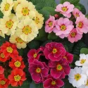 Primevère des jardins variée 200 graines