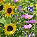 Prairies fleuries - Mélanges biodiversité