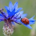 Mélange de fleurs bio