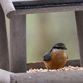 Mangeoires, nichoirs et abreuvoirs pour oiseaux et écureuils