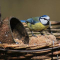 Graines et nourritures pour oiseaux, écureuils et hérissons.