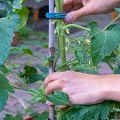 Liens, ligatures et attaches pour plantes