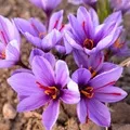 Crocus à Safran - Crocus d'automne