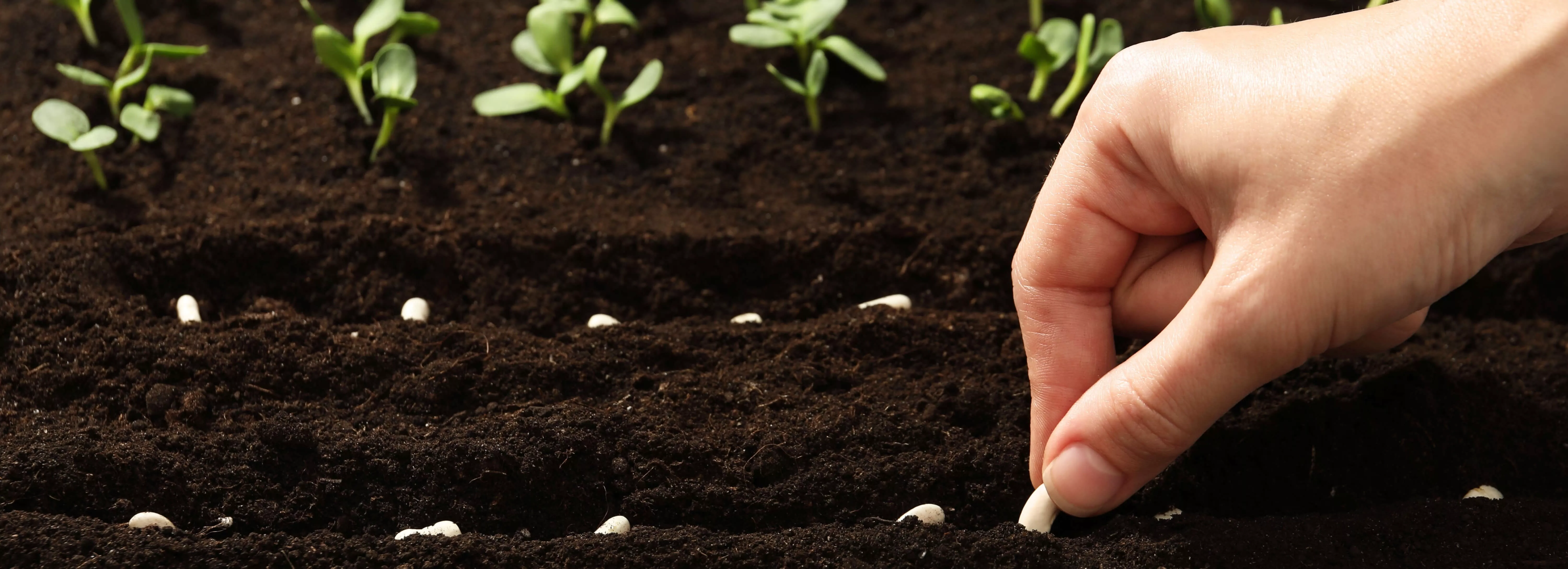 Mystère du jardinier Slide background