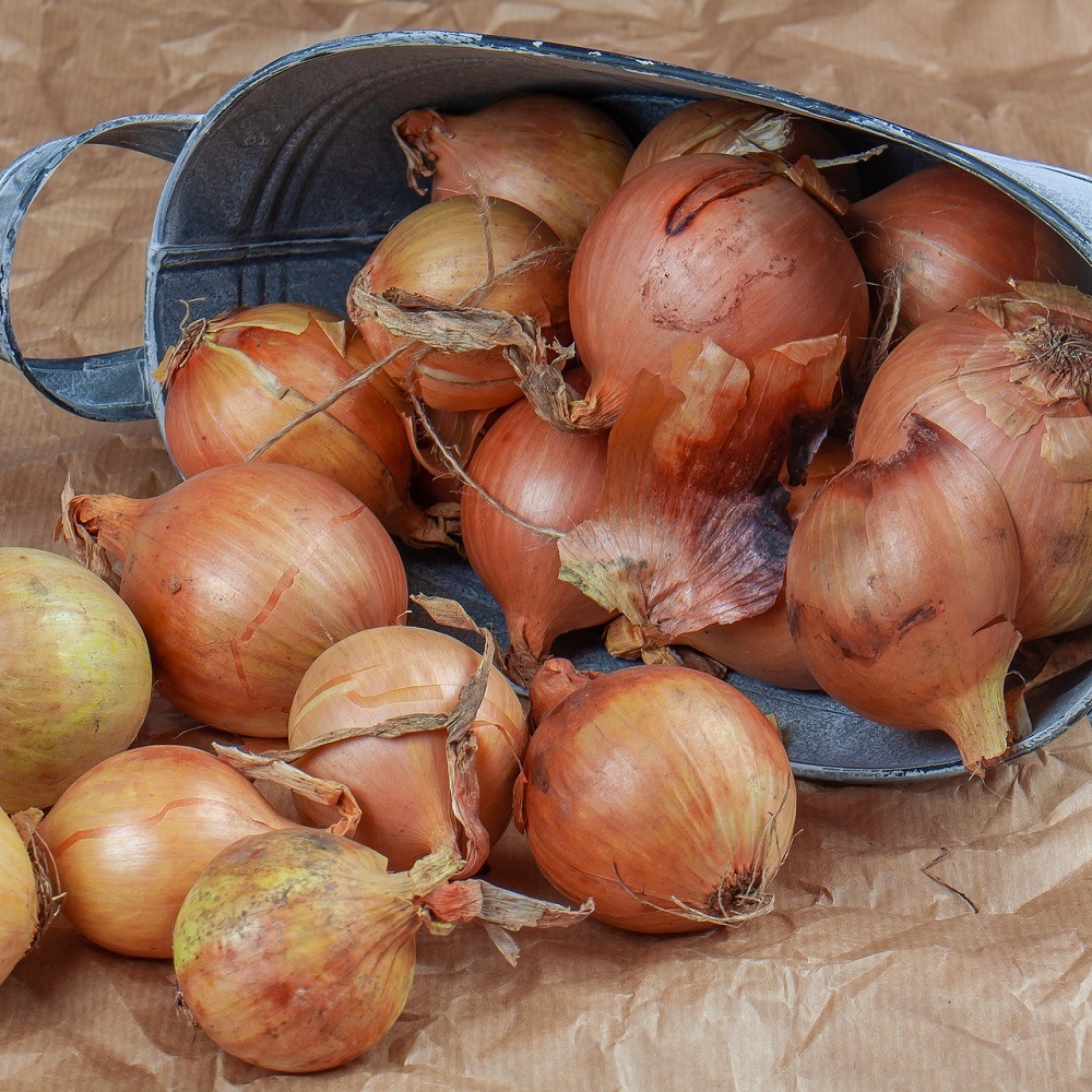 Bulbes et plants potagers