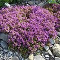 Fleurs / Plantes couvre-sol