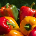 Piments et Poivrons