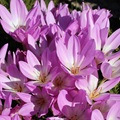 Colchiques - Colchicum - Floraison d'automne