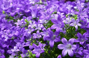 Graines de campanule à semer et cultiver au jardin