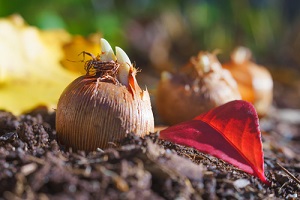 Travaux et semis au jardin en novembre, conseils