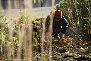 Semis et travaux de jardinage en janvier, conseils