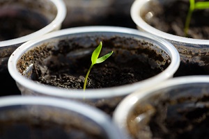 Acheter et semer des graines de légumes au potager