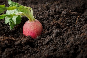 Semis et culture de légumes primeurs pendant l'hiver