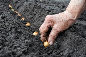 Quels semis de graines de légumes achetées en ligne faire au potager en mars