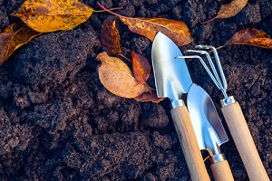 Comment démarrer son potager et acheter des graines de légumes