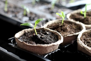 Semis de graines de légumes au potager en avril