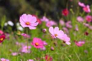 Semer des graines de cosmos au jardin pour attirer les abeilles