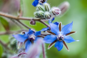 Semer et cultiver des graines de bourrache officinale au jardin