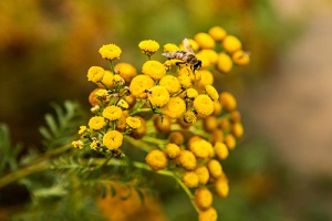 Semer et cultiver la fleur de tanaisie pour ses nombreuses vertus