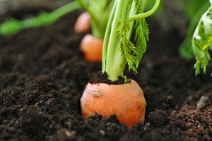 Acheter des graines de carottes à semer au potager