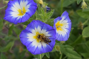 Semer des graines de belles de jour au jardin