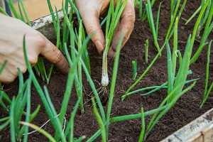 semer et cultiver des graines de légumes et de fleurs en juin