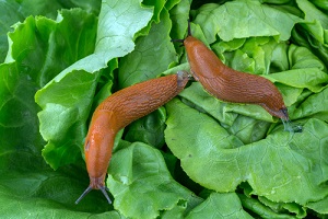 Les 4 points à surveiller au potager en été