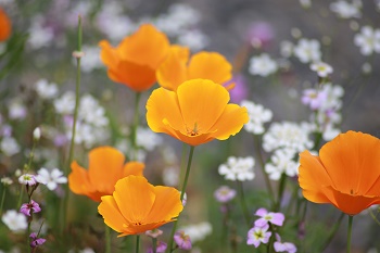 Acheter des graines de pavot de Californie et les semer au jardin