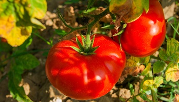 Quelles graines de légumes semer au potager en juillet et que récolter?