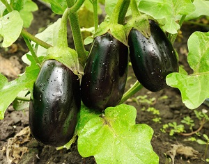 Récoltes et entretien de votre potager en août, conseils et vente de graines de légumes