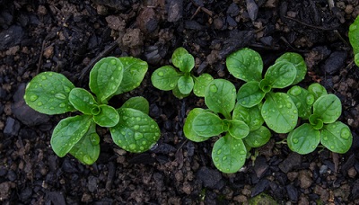 Acheter et semer des graines de mâche au jardin potager