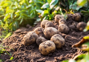 Quelles graines de légumes acheter en septembre pour semer et planter au potager? 