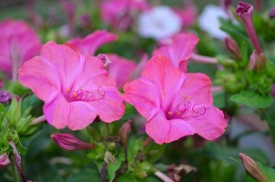 Semez la Belle de nuit, une fleur qui s'épanouit le soir