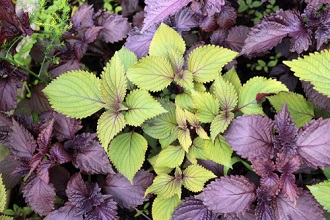 Semer des graines de perilla ou shiso ou persil sauvage au jardin