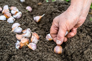 Quelles graines de légumes achetées en ligne semer ou planter au potager en octobre?