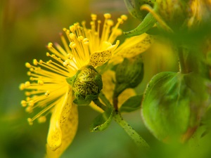 Acheter et semer des graines de millepertuis