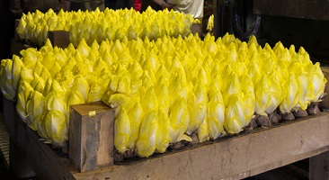 Achat de graines de chicon ou d'endive à cultiver en cave à la maison