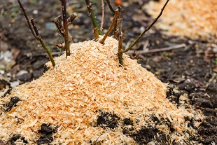 Protection des plantes contre le gel et l'hiver en novembre