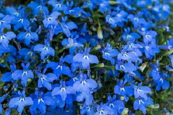 Graines de fleurs et plantes annuelles à vendre en ligne