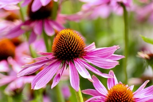 Acheter des graines de plantes vivaces à semer au jardin