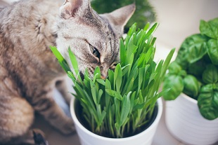 Semer des graines pour avoir de l'herbe à chat