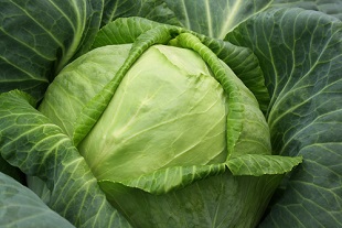 Semer des graines de chou pommé ou cabus au potager